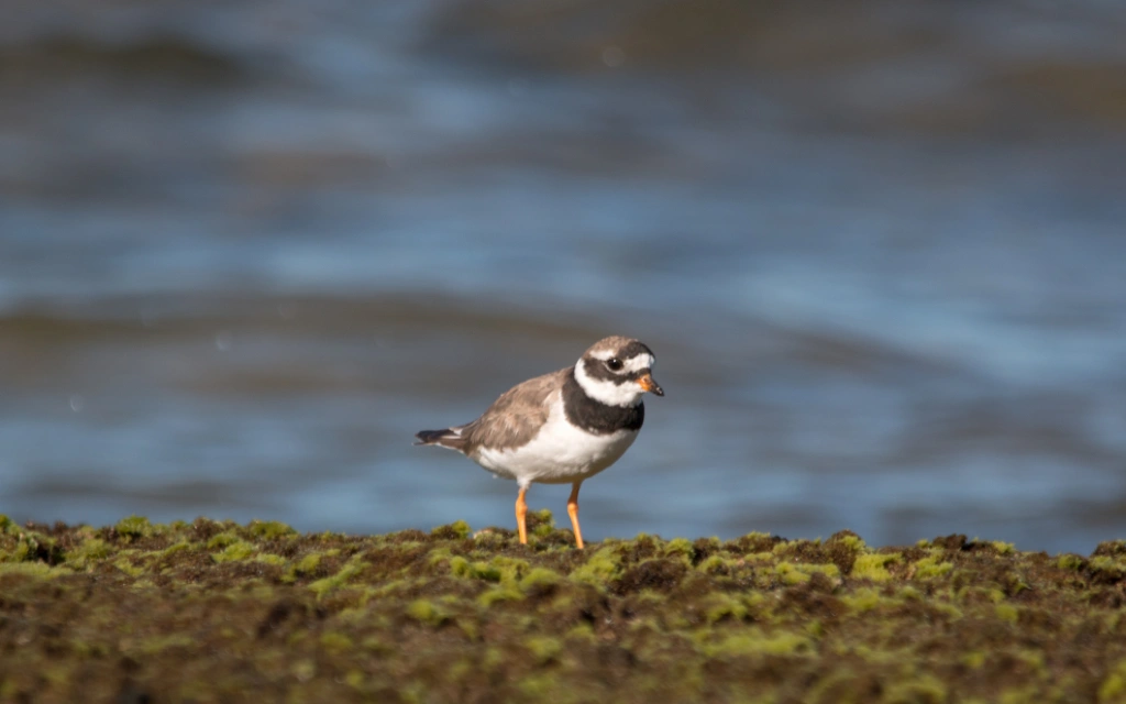 Birdwatching na Ria Formosa